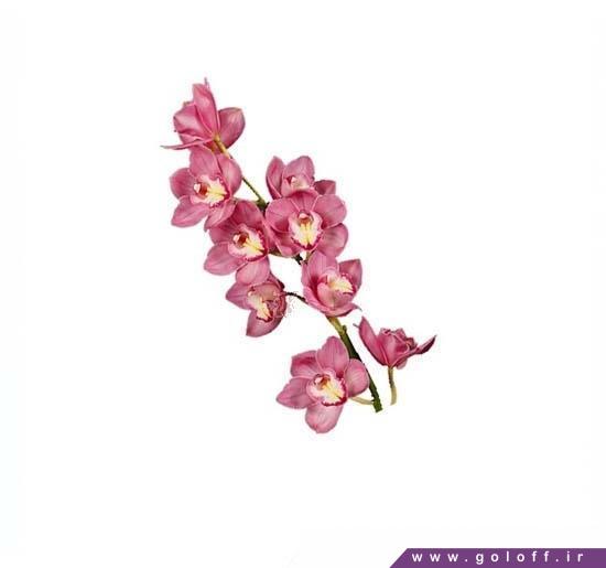 سفارش تک شاخه گل ارکیده سیمبیدیوم وینر - Cymbidium Orchid | گل آف